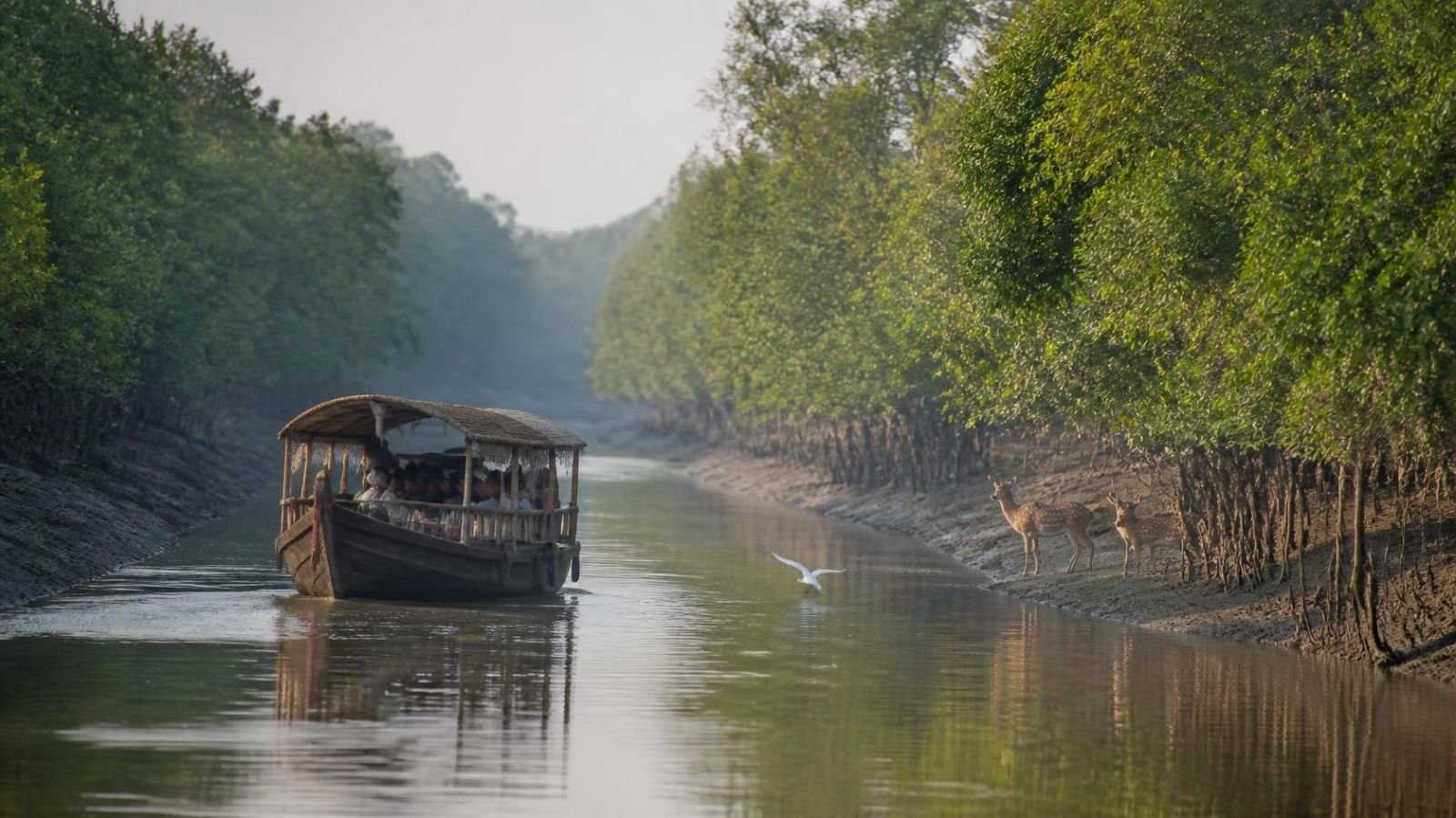 Boat safari through the mangrove creeks of the Sundarban forest