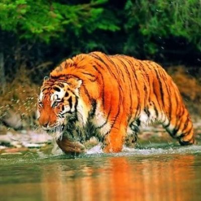Sundarban