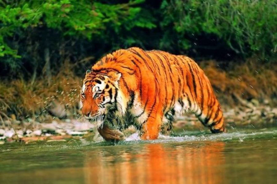 Sundarban Tour Package From Kolkata – 02 Nights 03 days